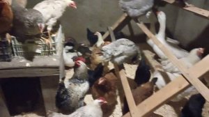 Зимний курятник для кур/Переселение/Утки/Гуси