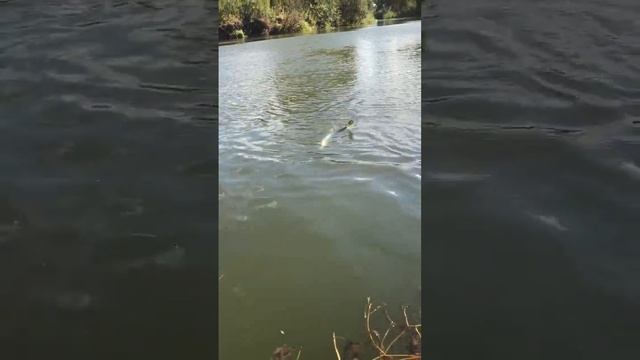 Щука . Большие Харлуши #pike #fishing #рыбалка #щука смотреть онлайн