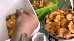 Самый правильный рецепт засолки рыжиков, как солили наши прадеды! Рыжики- Царские грибы!маринованны