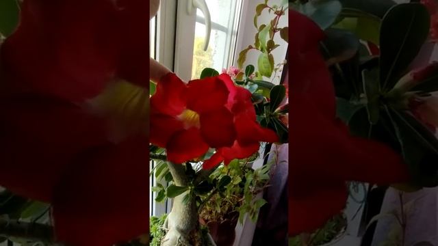 Мой красный подоконник) дипладения, бугенвилия, адениум. смотреть онлайн