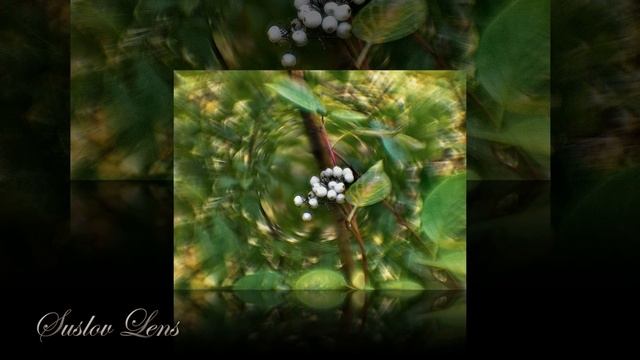 Soft Lens. Софт-фокусные объективы: примеры снимков. смотреть онлайн