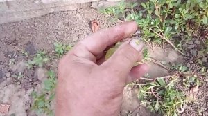 виноград к-ш Парфюм на 08.08 2021 г.