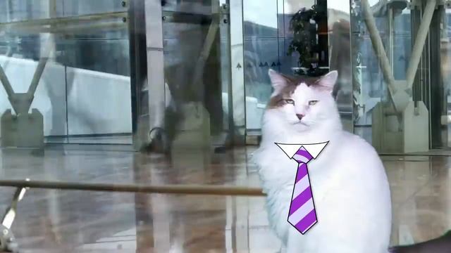 HAPPY BIRTHDAY PAYTON! - EPIC CAT Happy Birthday Song смотреть онлайн