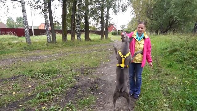Тайский риджбек Тая порода собак Thai Ridgeback Dog смотреть онлайн