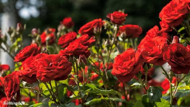 ?Антология лучших мелодий Сергея Грищука! Мелодии идут с годами! можно слушать вечно!