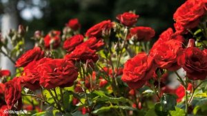 ?Антология лучших мелодий Сергея Грищука! Мелодии идут с годами! можно слушать вечно!