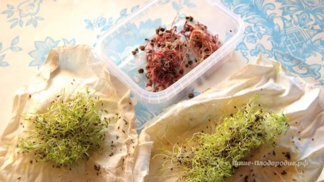 Выращивание моркови, лука, чеснока, сельдерея смотреть онлайн