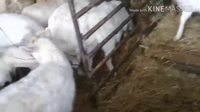 Мои козы/кормление/уход. смотреть онлайн