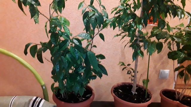 ОБЗОР МОИХ РАСТЕНИЙ ! ЛИМОН- ФИКУС БЭНДЖАМИНА - КОФЕ И ЕЩЁ........🍋🍋🍋 смотреть онлайн