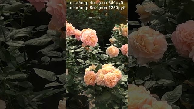 Роза Августа Луиза в продаже! 27.06.23 смотреть онлайн