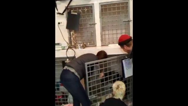 Леся. Попытка вывести, седация. смотреть онлайн