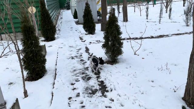 Здесь был Кузя… смотреть онлайн