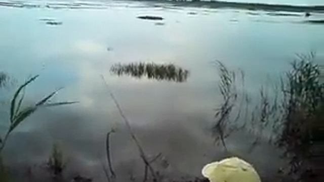 ловля карася смотреть онлайн