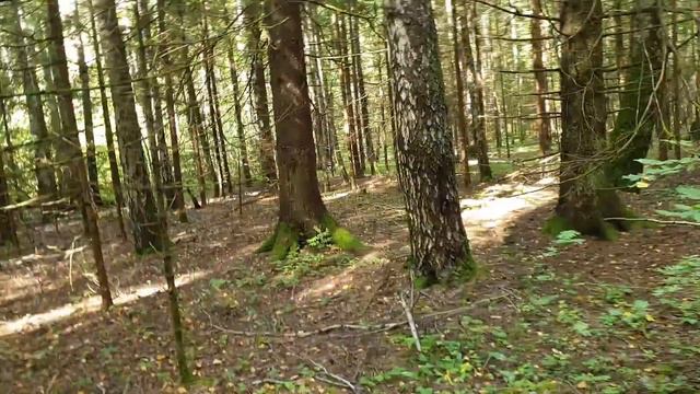 О Физической Культуре с живописных болот. смотреть онлайн