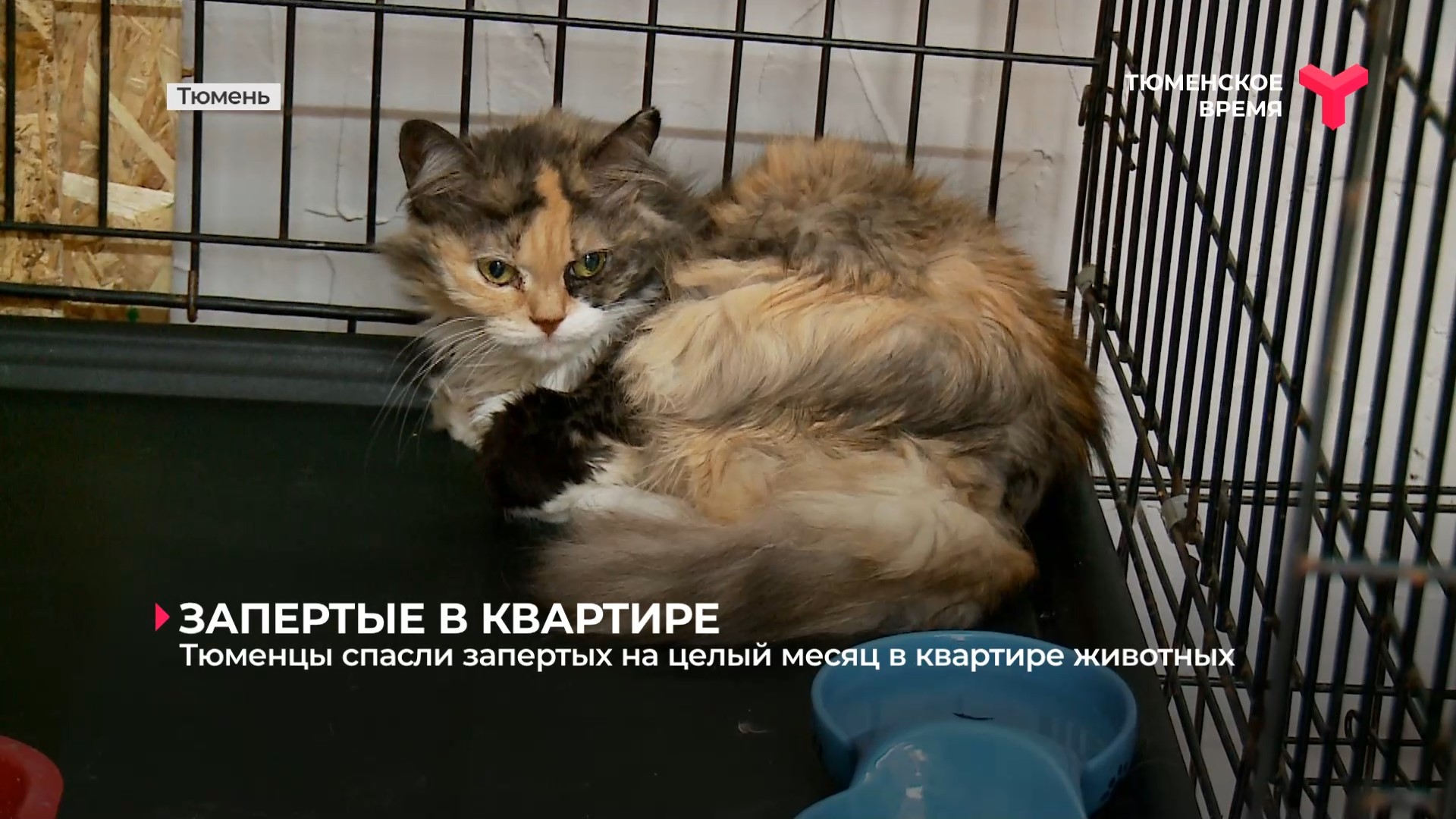 Тюменцы спасли запертых на целый месяц в квартире животных смотреть онлайн