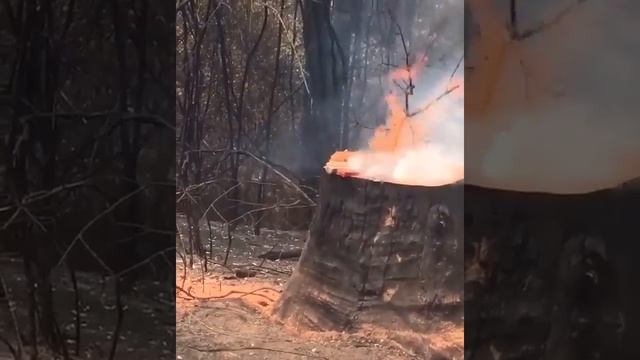 Дерево горит изнутри смотреть онлайн