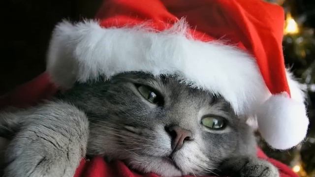 Рождественская Песня Зажигает Вечер Праздничные Свечи На Рождество - The Christmas Song Lights Even смотреть онлайн