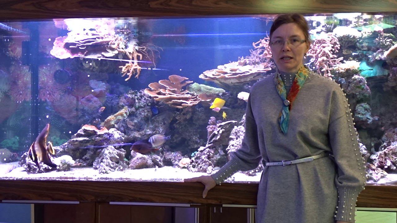 #Скидки 10% на аквариумы по индивидуальному проекту! смотреть онлайн