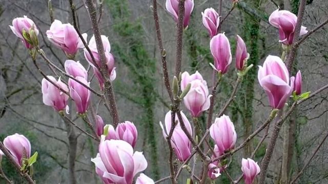 Магнолия -Magnolie смотреть онлайн