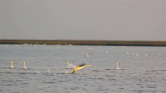 Лебеди летят Автор-Ян.Райбург,кавер Г.Погорельская. смотреть онлайн