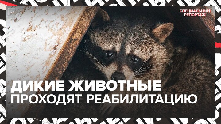 Более 700 диких животных проходят реабилитацию в Москве - Москва 24