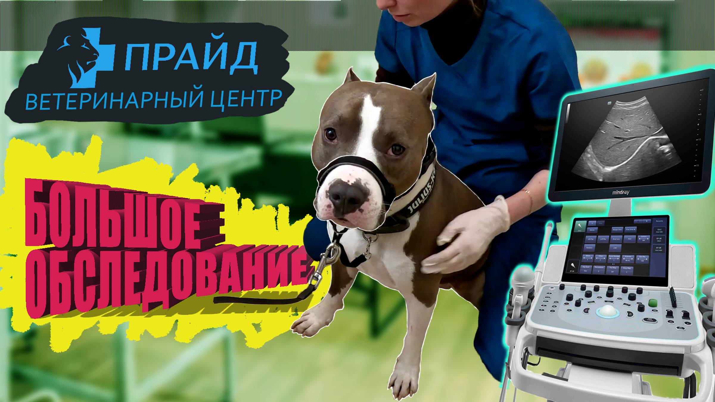 Амстафф Локи | В каком состоянии Локи? | Ветеринарный Госпиталь Прайд | Amstaff Loki