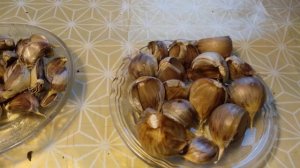 Чеснок шадейка. Результат прошлогодней посадки. Ленинградская область.