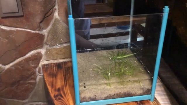 Запуск аквариума на земляной подложке смотреть онлайн