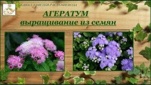 Агератум выращивание из семян, уход