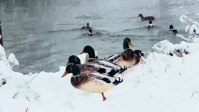 Мои милые друзья ?????????????? 302 HD смотреть онлайн