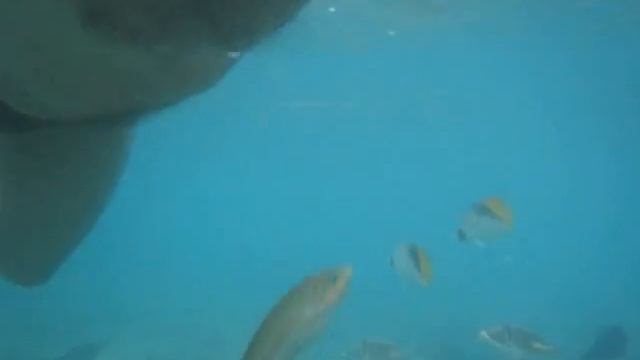 Underwater kingdom from king.AVI смотреть онлайн