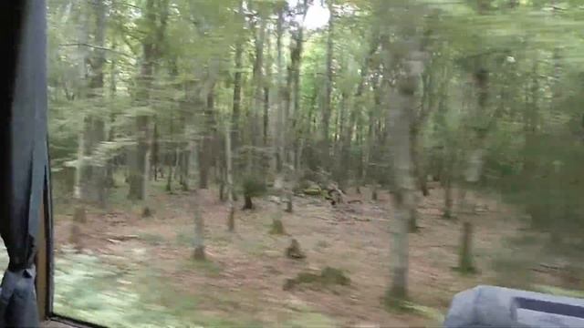 Экскурсия по Беловежской пуще смотреть онлайн