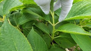 Крупнолистная гортензия. Как обрезать правильно и нужно ли обрезать?