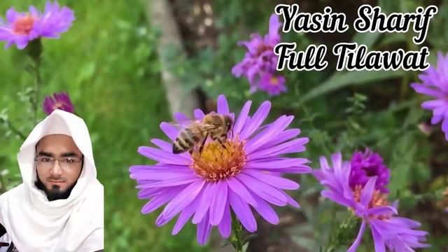 Surah Yaseen ( Yasin ) Episode 63 Full Arabic Sura Yasin Complete Tilawat Quran Recitation By Saeed