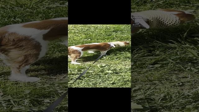 собака смотреть онлайн