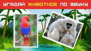 Угадай животное по звуку! Тест про животных. Сколько зверей и птиц ты знаешь? | Дом тестов