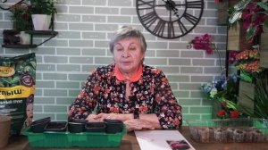 Сажаем баклажаны на рассаду