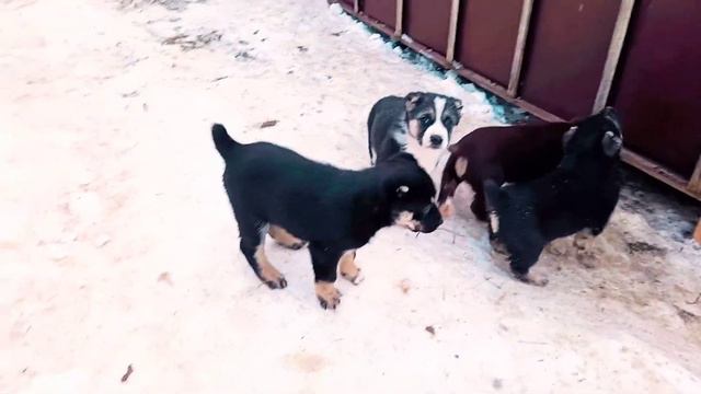 Puppies of Central Asian Shepherd 2022🔥Puppies 41days🔥Щенки и кобель🔥Щенки Cаги Дахмарда 2022 смотреть онлайн