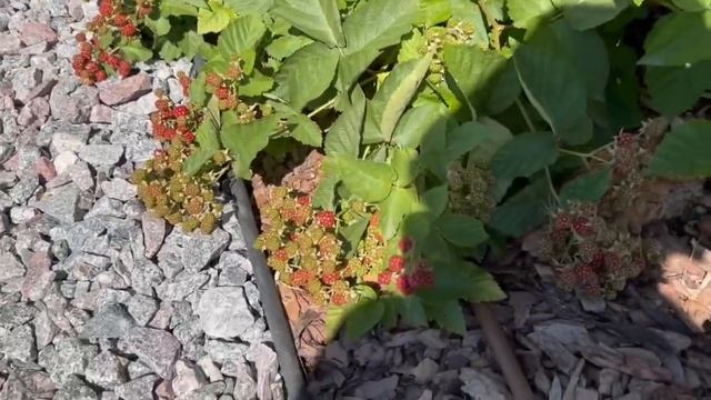 ЛУЧШИЕ СОРТА ЕЖЕВИКИ И ПРАВИЛА АГРОТЕХНИКИ! смотреть онлайн