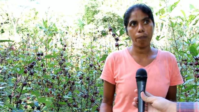 Producción Rosa de Jamaica смотреть онлайн