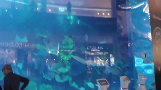 Гигантский аквариум океанариум в Дубай Молл ОАЭ/ Aquarium of the Dubai mall UAE смотреть онлайн