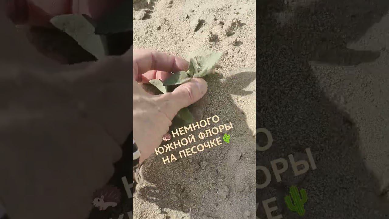 НЕМНОГО ЮЖНОЙ ФЛОРЫ НА ПЕСОЧКЕ #старыйоскол #пляжныйотдых #пляж #колючка смотреть онлайн
