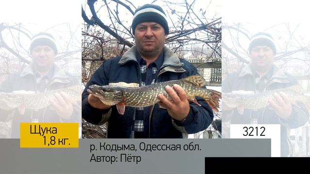 Фотоальбом - Рыбалка №642 смотреть онлайн