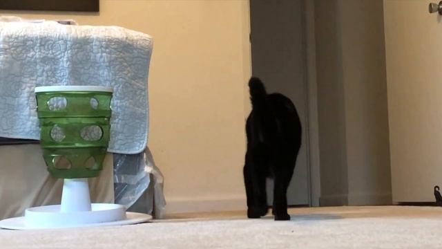 CATS REACT TO THE WORD "TREAT"? смотреть онлайн