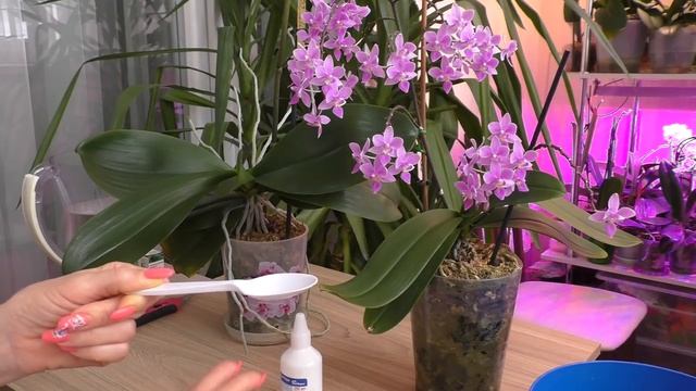 Опасность или мирное сосуществование? Грибница или грибы у орхидеи в грунте. смотреть онлайн