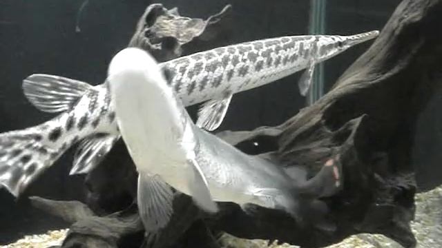 Lepisosteus Oculatus e Pirarucu (Arapaima Gigas) смотреть онлайн