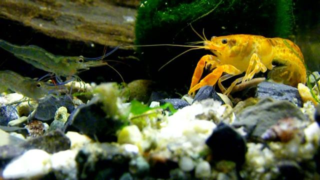 Карликовый оранжевый рак Cambarellus patzcuarensis смотреть онлайн