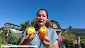 Перец Гороспел - быстро созрел и отблагодарил целой горой урожая