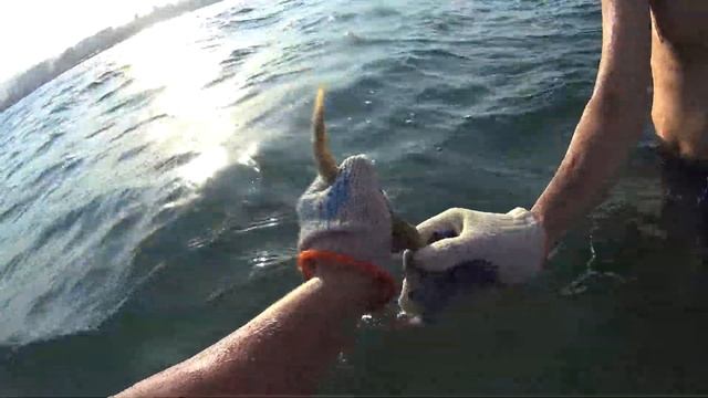 Эпизод 7. Морского обитателя (рыбу-иглу) отпустили с миром смотреть онлайн