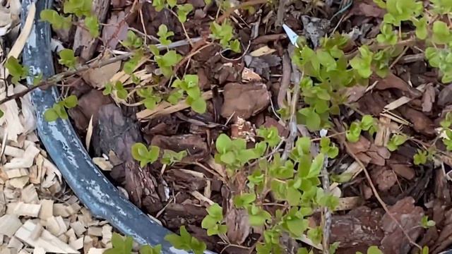 23.05.23. Начали северную стену из газоблока! Расцвела сирень. смотреть онлайн